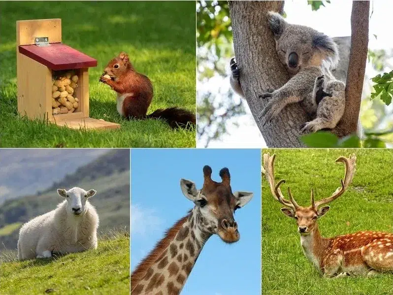 朋友眼中的你是哪種動物？